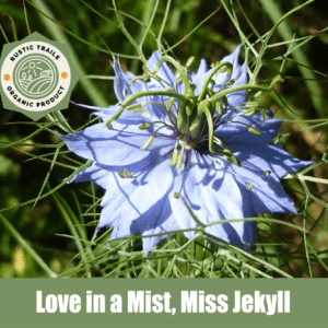 Love in a Mist, Miss Jekyll